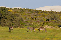 Cape Mountain Zebra (Equus zebra zebra) in fynbos. DeHoop nature reserve, Western Cape, South Africa, September.