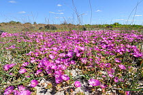 Sandvygie (Ruschia gemimiflora). deHoop nature reserve, Western Cape, South Africa, September.