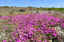 Sandvygie (Ruschia gemimiflora) deHoop nature reserve, Western Cape, South Africa, September.