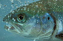 Atlantic Salmon (Salmo salar) male, captive in fish-farm. France.