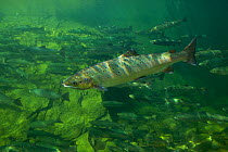 Atlantic Salmon (Salmo salar) in pool on upstream spawning migration. Quebec, Canada, August.