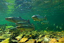 Atlantic Salmon (Salmo salar) in pool on upstream spawning migration. Quebec, Canada, August.