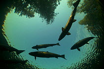 Atlantic Salmon (Salmo salar) in pool on upstream spawning migration, silhouetted against sky. Quebec, Canada, August.