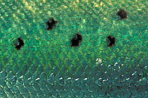 Close-up of Atlantic Salmon (Salmo salar). Salmon hatchery, France. Captive.