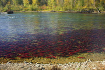 Sockeye / Red Salmon (Oncorhynchus nerka) on spawning migration. Adams River, British Columbia, Canada, October.