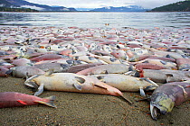 Dead Sockeye / Red Salmon (Oncorhynchus nerka) after spawning migration. Adams River, British Columbia, Canada, October.