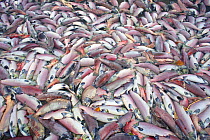 Dead Sockeye / Red Salmon (Oncorhynchus nerka) after spawning migration. Adams River, British Columbia, Canada, October.