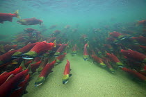 Sockeye / Red Salmon (Oncorhynchus nerka) on spawning migration. Adams River, British Columbia, Canada, October.