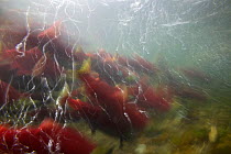 Sockeye / Red Salmon (Oncorhynchus nerka) on spawning migration; sperm in water. Adams River, British Columbia, Canada, October.