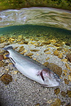Dead Rainbow trout (Oncorhynchus mykiss). Tolminka river, tributary of the Soca river, Julian alps, Slovenia, September.