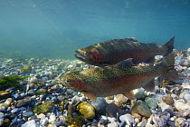 Rainbow Trout (Oncorhynchus mykiss), on spawning ground. Male approaching female to spawn. Lichtensteiner Binnenkanal, tributary of the Rhine River, Lichtenstein, January.