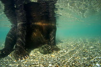 Brown bear (Ursus arctos) seen from underwater whilst fishing for Sockeye salmon, Ozernaya River, Kuril Lake, South Kamchatka Sanctuary, Russia, August