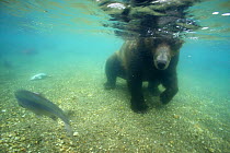 Brown bear (Ursus arctos) seen from underwater, fishing for Sockeye salmon (Oncorhynchus nerka) in the Ozernaya River, Kuril Lake, South Kamchatka Sanctuary, Russia, August