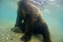 Brown bear (Ursus arctos) seen from underwater, fishing for Sockeye salmon, Ozernaya River, Kuril Lake, South Kamchatka Sanctuary, Russia, August