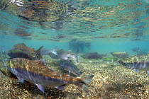 Sockeye salmon (Oncorhynchus nerka) with Brown bear (Ursus arctos) fishing in the distance, underwater, Ozernaya River, Kuril Lake, South Kamchatka Sanctuary, Russia, August