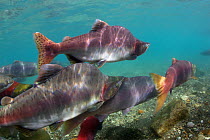 Pink salmon (Oncorhynchus gorbuscha) and Sockeye salmon (Oncorhynchus nerka) on spawning migration in the Ozernaya River, Kuril Lake, South Kamchatka Sanctuary, Russia, August