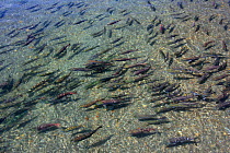 Sockeye salmon (Oncorhynchus nerka) on spawning migration in the Ozernaya River, Kuril Lake, South Kamchatka Sanctuary, Russia, August