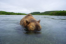 Brown bear (Ursus arctos) with its head underwater whilst fishing for sockeye salmon in the Ozernaya River, Kuril Lake, South Kamchatka Sanctuary, Russia