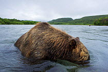 Brown bear (Ursus arctos) head underwater while fishing for sockeye salmon in the Ozernaya River, Kuril Lake, South Kamchatka Sanctuary, Russia, August