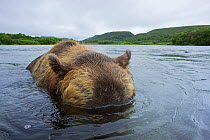 Brown bear (Ursus arctos) head underwater fishing for sockeye salmon in the Ozernaya River, Kuril Lake, South Kamchatka Sanctuary, Russia, August