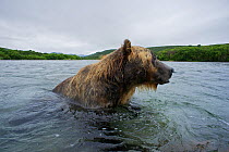 Brown bear (Ursus arctos) fishing for sockeye salmon in the Ozernaya River, Kuril Lake, South Kamchatka Sanctuary, Russia, August