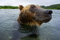 Brown bear (Ursus arctos) fishing for sockeye salmon in the Ozernaya River, Kuril Lake, South Kamchatka Sanctuary, Russia