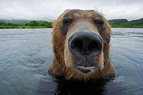 Brown bear (Ursus arctos) portrait in the Ozernaya River, Kuril Lake, South Kamchatka Sanctuary, Russia