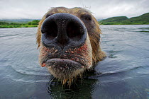 Brown bear (Ursus arctos) portrait in water, the Ozernaya River, Kuril Lake, South Kamchatka Sanctuary, Russia, August