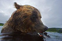 Brown bear (Ursus arctos) feeding on sock-eye salmon, Ozernaya River, Kuril Lake, South Kamchatka Sanctuary, Russia
