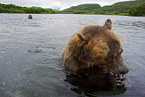 Brown bears (Ursus arctos) eating salmon, Ozernaya River, Kuril Lake, South Kamchatka Sanctuary, Russia, August