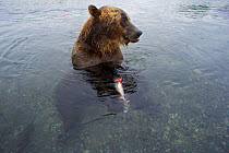 Brown bear (Ursus arctos) fishing for Sockeye salmon (Oncorhynchus nerka) in the Ozernaya River, Kuril Lake, South Kamchatka Sanctuary, Russia, August