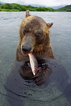 Brown bear (Ursus arctos) eating salmon, Ozernaya River, Kuril Lake, South Kamchatka Sanctuary, Russia, August