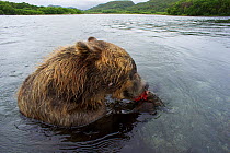 Brown bear (Ursus arctos) eating salmon, Ozernaya River, Kuril Lake, South Kamchatka Sanctuary, Russia, August