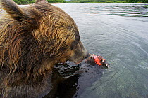 Brown bear (Ursus arctos) feeding on salmon, Ozernaya River, Kuril Lake, South Kamchatka Sanctuary, Russia