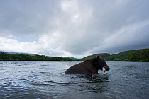 Brown bear (Ursus arctos) with salmon it has caught in its mouth, Ozernaya River, Kuril Lake, South Kamchatka Sanctuary, Russia, August