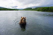 Brown bear (Ursus arctos) in river fishing for sockeye salmon in the Ozernaya River, Kuril Lake, South Kamchatka Sanctuary, Russia, August