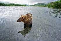 Brown bear (Ursus arctos) standing in river fishing for sockeye salmon in the Ozernaya River, Kuril Lake, South Kamchatka Sanctuary, Russia, August