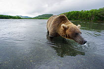 Brown bear (Ursus arctos) fishing for sockeye salmon in the Ozernaya River, Kuril Lake, South Kamchatka Sanctuary, Russia, August