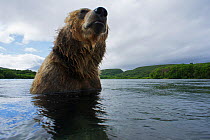 Brown bear (Ursus arctos) in river to fish for sockeye salmon in the Ozernaya River, Kuril Lake, South Kamchatka Sanctuary, Russia, August