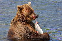 Brown bear (Ursus arctos) feeding on salmon, Ozernaya River, Kuril Lake, South Kamchatka Sanctuary, Russia, August