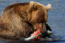 Brown bear (Ursus arctos) feeding on salmon, Ozernaya River, Kuril Lake, South Kamchatka Sanctuary, Russia, August