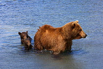 Brown bear (Ursus arctos) with cubs in water, fishing for sockeye salmon in the Ozernaya River, Kuril Lake, South Kamchatka Sanctuary, Russia, August