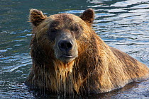 Brown bear (Ursus arctos) portrait, whilst fishing for sockeye salmon in the Ozernaya River, Kuril Lake, South Kamchatka Sanctuary, Russia, August