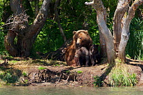 Brown bear (Ursus arctos) family at waters edge,  Ozernaya River, Kuril Lake, South Kamchatka Sanctuary, Russia, August