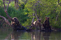 Brown bear (Ursus arctos) family at waters edge, Ozernaya River, Kuril Lake, South Kamchatka Sanctuary, Russia, August