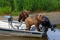 Curious brown bears (Ursus arctos) exploring boat, Ozernaya River, Kuril Lake, South Kamchatka Sanctuary, Russia, August