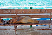 Galapagos Sea Lion (Zallophus wollebaeki) resting on public bench. Santa Cruz Island, Galapagos.