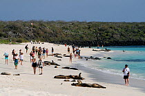 Galapagos Sealions (Zalophus wollebaeki) resting on beach as people walk among them. Gardner Bay, Galapagos Islands.