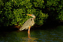 Great Blue Heron (Ardea herodias) in water by mangrove branches. Floreana, Galapagos Islands.