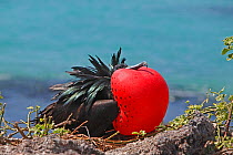 Great Frigatebird (Fregata minor) displaying by inflating its gular pouch. Genovesa, Galapagos Islands.